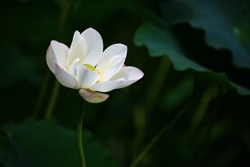 Lotus Pose